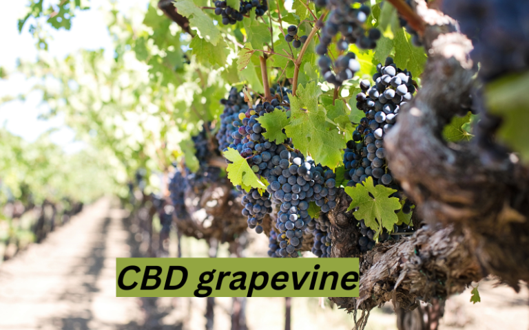 CBD grapevine